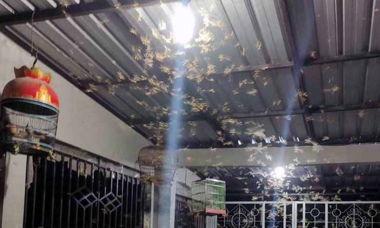 Serangga Rayap